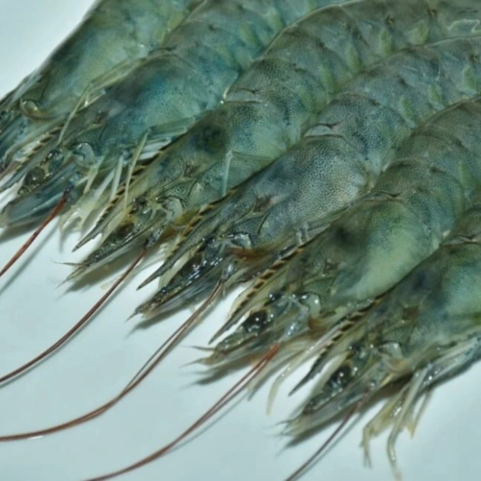 Block Black Tiger Shrimp